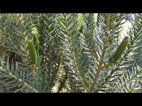 Subsidios para Cultivo de Pinheiro Manso