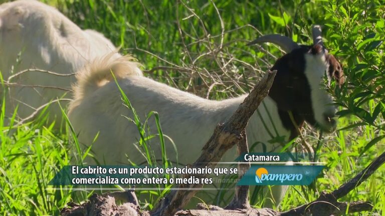 An&aacute;lise do Pre&ccedil;o do Cabrito Vivo no Mercado Atual