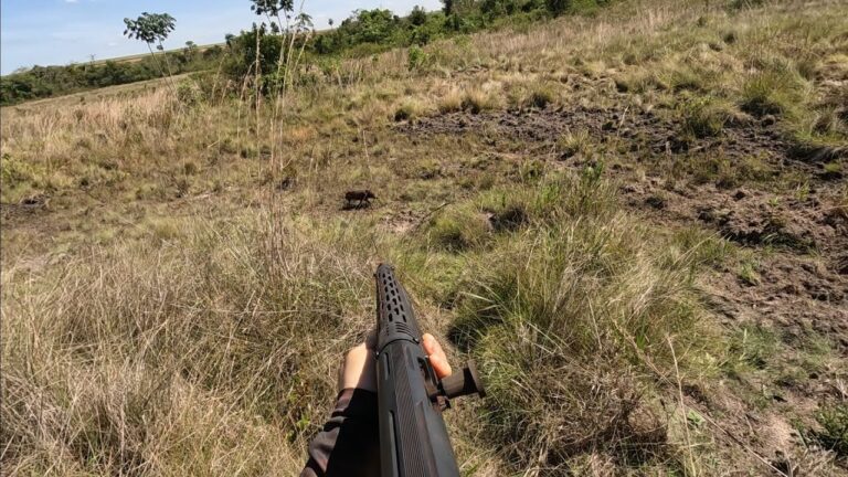 Canil Especializado em C&atilde;es de Ca&ccedil;a: Cuidados e Treinamento