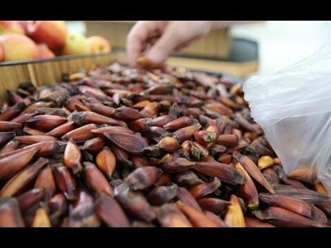 Variação do Preço do Pinhão por Quilo