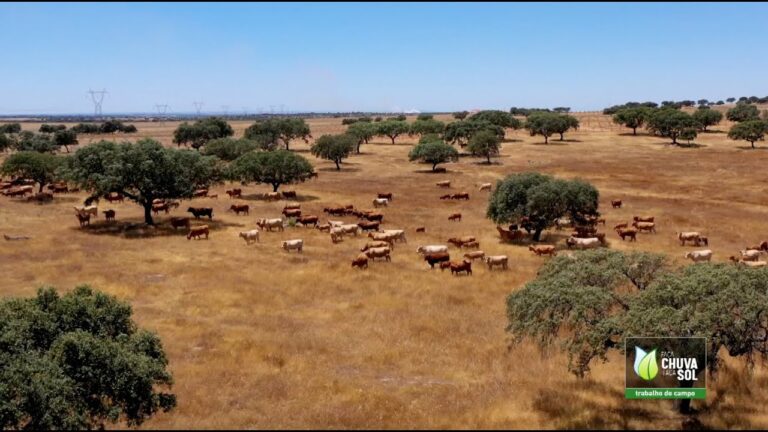 An&aacute;lise do Pre&ccedil;o do Gado Bovino em Portugal