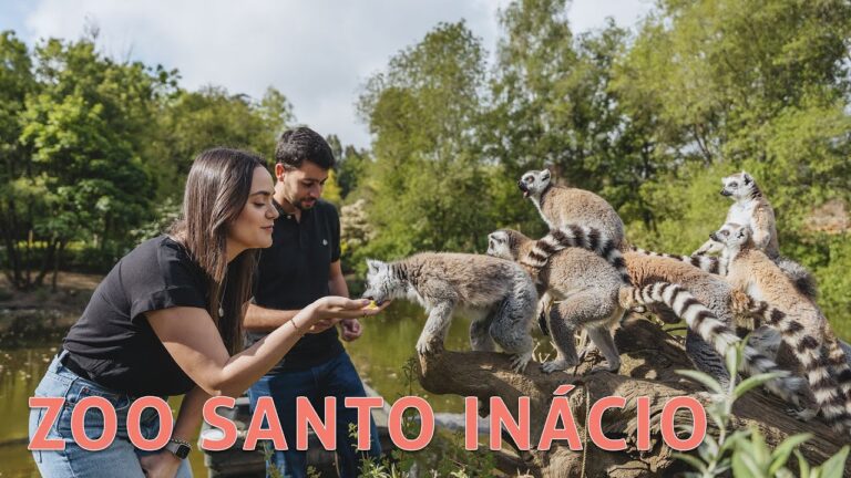 Descubra os Bilhetes do Zoo Santo Inácio: Preços e Vantagens