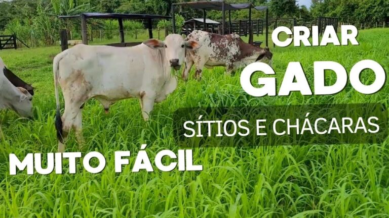 Aproveite o Subsidio para Criação de Gado Bovino e Aumente sua Produção