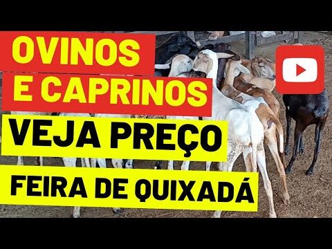 Análise do Preço do Cabrito Vivo no Mercado Atual