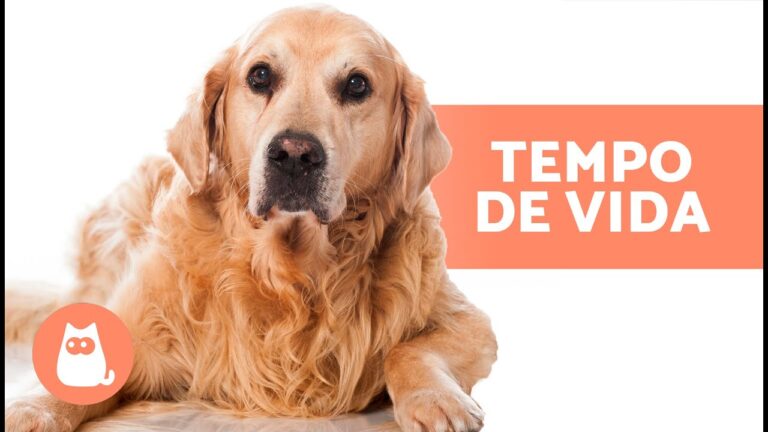 A Idade Máxima de um Cachorro: Fatores e Cuidados Essenciais