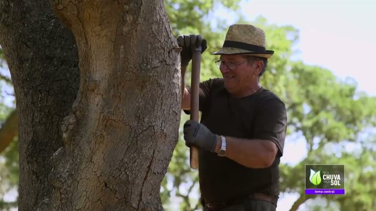 Benefícios e Usos da Árvore da Cortiça