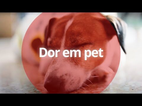 Linha de Apoio &agrave; Sa&uacute;de Animal: Solu&ccedil;&otilde;es e Benef&iacute;cios