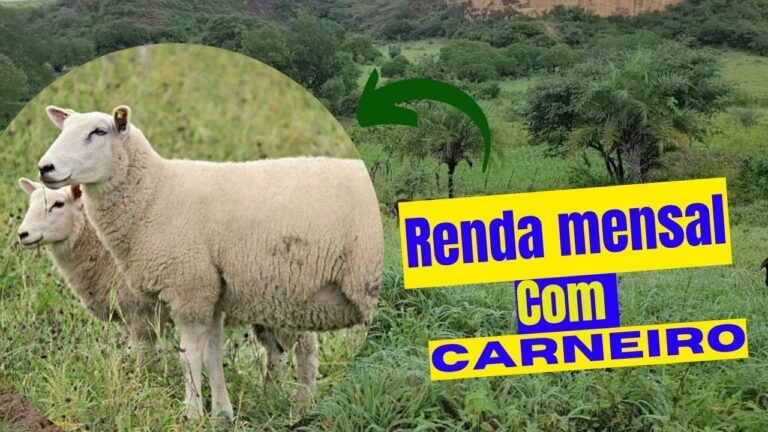 Apoio Financeiro para Cria&ccedil;&atilde;o de Ovelhas: Oportunidades e Benef&iacute;cios